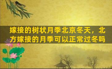嫁接的树状月季北京冬天，北方嫁接的月季可以正常过冬吗