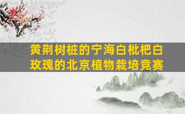 黄荆树桩的宁海白枇杷白玫瑰的北京植物栽培竞赛